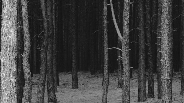 Videostill: Blick in einen dunklen Wald. Die im Video gezeigte Schwarz-Weiß-Fotografie ist so belichtet, dass der Untergrund des Waldes fast wie Schnee aussieht.